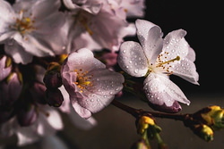 濡れた桜の花